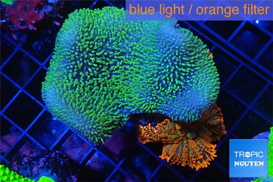 Sarcophyton green polyps + Discosoma red superman 4-7 cm WYSIWYG acclimaté