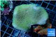 Sarcophyton green polyps + Discosoma red superman 4-7 cm WYSIWYG acclimaté