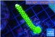 Acropora neon green 4-5 cm WYSIWYG acclimaté