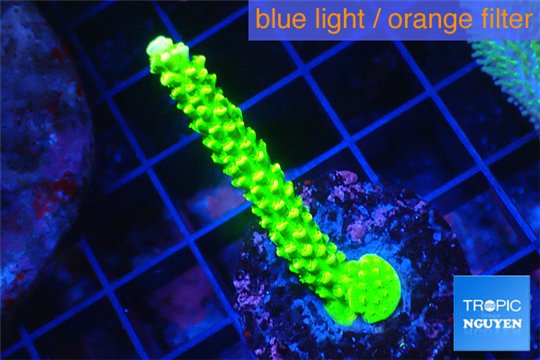 Acropora neon green 4-5 cm WYSIWYG acclimaté
