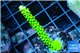 Acropora neon green 4-5 cm WYSIWYG acclimaté