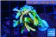 Acropora Fijii deep water premium 5-7 cm WYSIWYG acclimaté