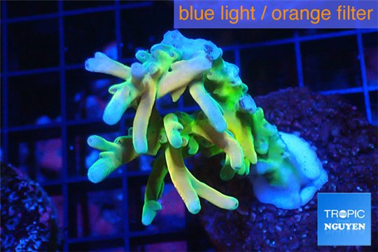 Acropora Fijii deep water premium 5-7 cm WYSIWYG acclimaté