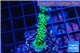 Acropora green & purple tip 3-5 cm WYSIWYG acclimaté