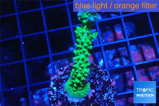 Acropora green & purple tip 3-5 cm WYSIWYG acclimaté