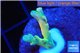 Acropora Fijii deep water premium 1-3 cm WYSIWYG acclimaté