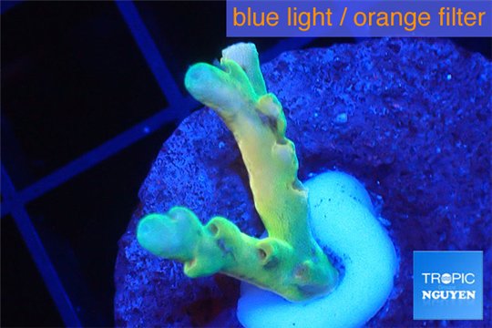 Acropora Fijii deep water premium 1-3 cm WYSIWYG acclimaté