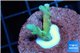 Acropora Fijii deep water premium 1-3 cm WYSIWYG acclimaté