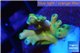 Acropora Fijii deep water premium 1-3 cm WYSIWYG acclimaté