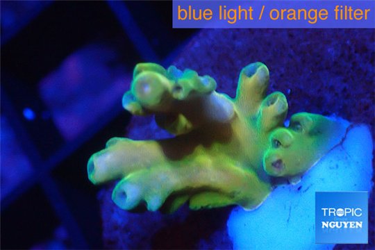 Acropora Fijii deep water premium 1-3 cm WYSIWYG acclimaté