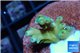 Acropora Fijii deep water premium 1-3 cm WYSIWYG acclimaté