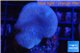 Sarcophyton green polyps 3-6 cm WYSIWYG acclimaté