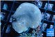 Sarcophyton green polyps 3-6 cm WYSIWYG acclimaté