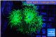 Duncanopsammia green 5-6 polyps WYSIWYG acclimaté