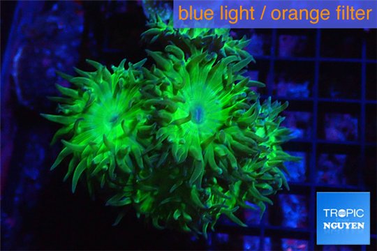 Duncanopsammia green 5-6 polyps WYSIWYG acclimaté