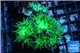 Duncanopsammia green 5-6 polyps WYSIWYG acclimaté