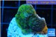 Montipora green purple blue polyps 2-3 cm WYSIWYG acclimaté