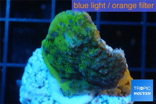 Montipora green purple blue polyps 2-3 cm WYSIWYG acclimaté