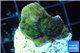 Montipora green purple blue polyps 2-3 cm WYSIWYG acclimaté