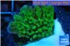 Montipora green & purple polyps 2-3 cm WYSIWYG acclimaté