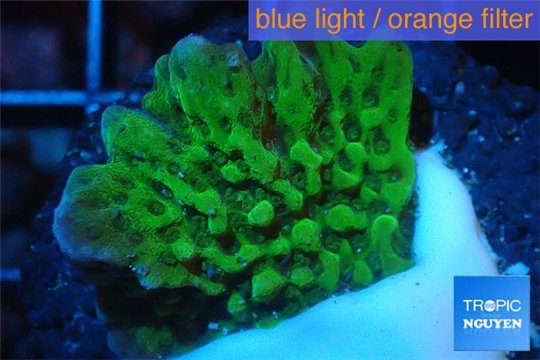 Montipora green & purple polyps 2-3 cm WYSIWYG acclimaté