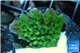 Montipora green & purple polyps 2-3 cm WYSIWYG acclimaté