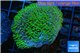 Sarcophyton green polyps 3-6 cm WYSIWYG acclimaté