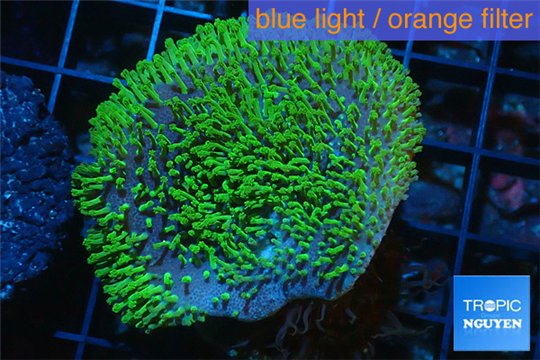 Sarcophyton green polyps 3-6 cm WYSIWYG acclimaté