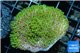 Sarcophyton green polyps 3-6 cm WYSIWYG acclimaté
