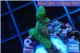 Seriatopora caliendrum green 2-3 cm WYSIWYG acclimaté