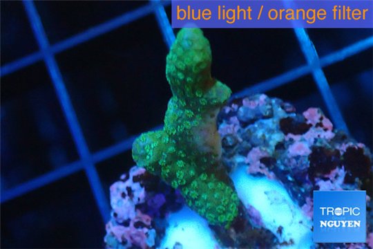 Seriatopora caliendrum green 2-3 cm WYSIWYG acclimaté