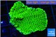 Montipora green & purple polyps 3-5 cm WYSIWYG acclimaté