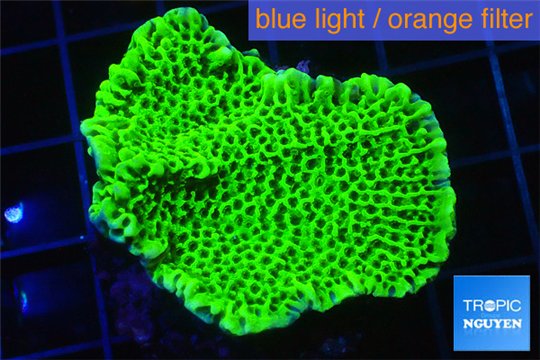 Montipora green & purple polyps 3-5 cm WYSIWYG acclimaté