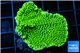Montipora green & purple polyps 3-5 cm WYSIWYG acclimaté