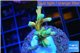 Acropora Fijii deep water premium 3-4 cm WYSIWYG acclimaté