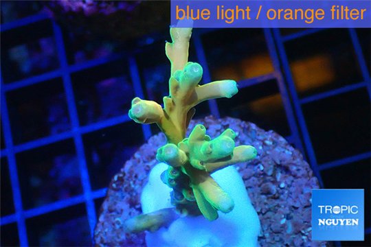 Acropora Fijii deep water premium 3-4 cm WYSIWYG acclimaté