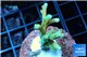 Acropora Fijii deep water premium 3-4 cm WYSIWYG acclimaté