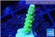 Acropora neon green 2-3 cm WYSIWYG acclimaté