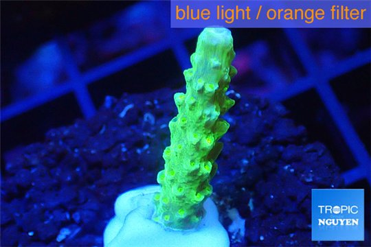 Acropora neon green 2-3 cm WYSIWYG acclimaté