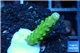 Acropora neon green 2-3 cm WYSIWYG acclimaté