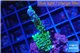 Montipora green & purple polyps 2-3 cm WYSIWYG acclimaté