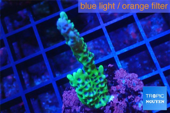 Montipora green & purple polyps 2-3 cm WYSIWYG acclimaté