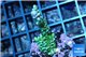 Montipora green & purple polyps 2-3 cm WYSIWYG acclimaté