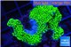 Montipora green & purple polyps 3-5 cm WYSIWYG acclimaté
