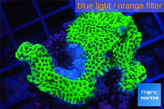 Montipora green & purple polyps 3-5 cm WYSIWYG acclimaté