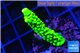 Acropora neon green 3-4 cm WYSIWYG acclimaté