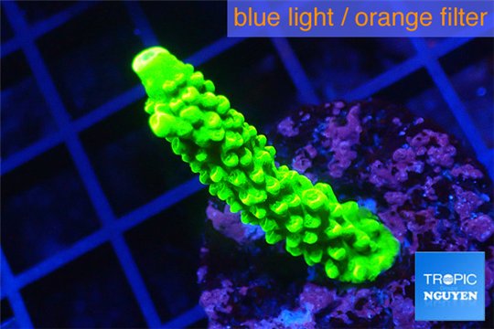 Acropora neon green 3-4 cm WYSIWYG acclimaté