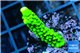 Acropora neon green 3-4 cm WYSIWYG acclimaté