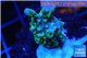 Montipora green & purple polyps 2-4 cm WYSIWYG acclimaté