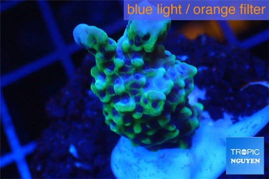 Montipora green & purple polyps 2-4 cm WYSIWYG acclimaté